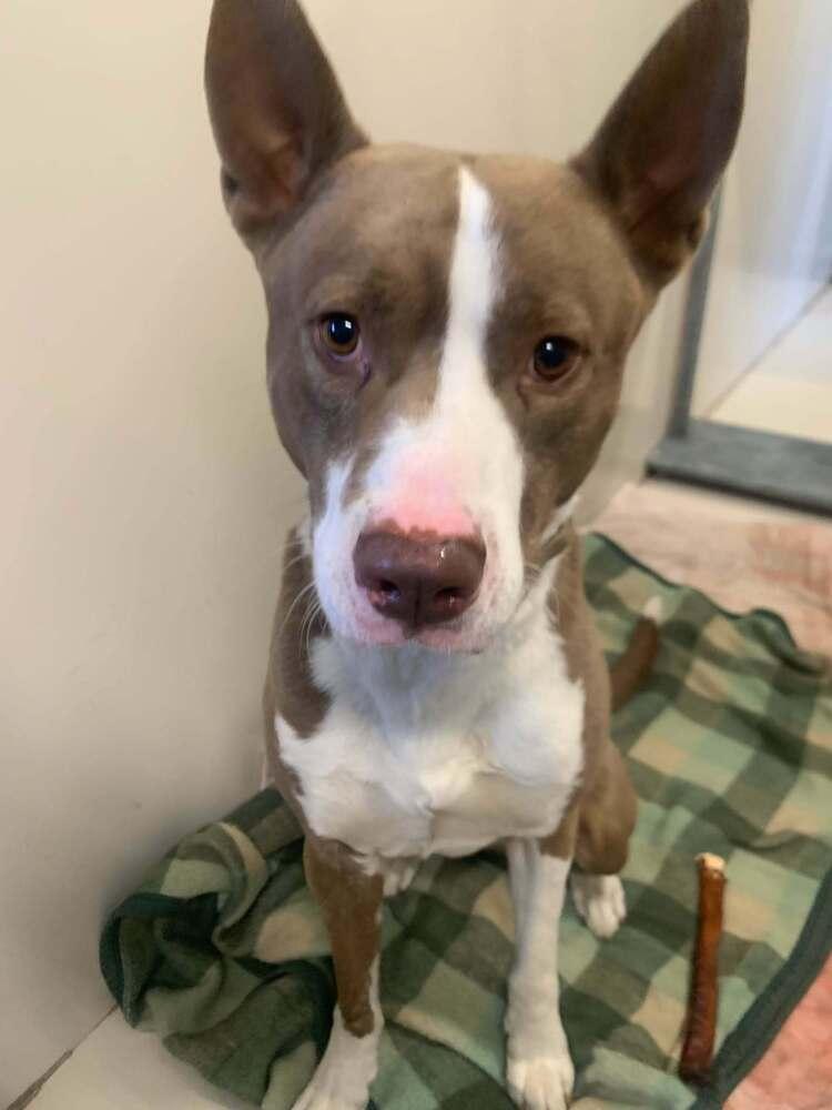Trooper, a Adoptable mixed breed in Leadville, CO image 2/2