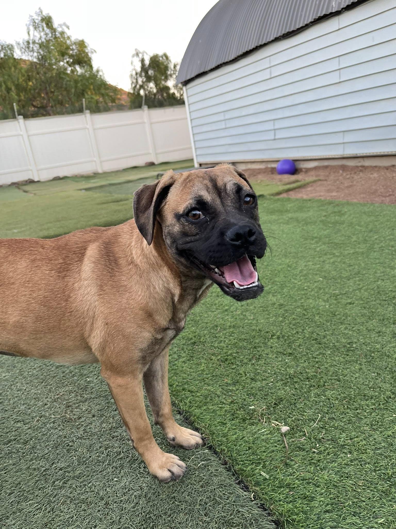 Serena, an adopted mixed breed in Agua Dulce, CA image 2/4