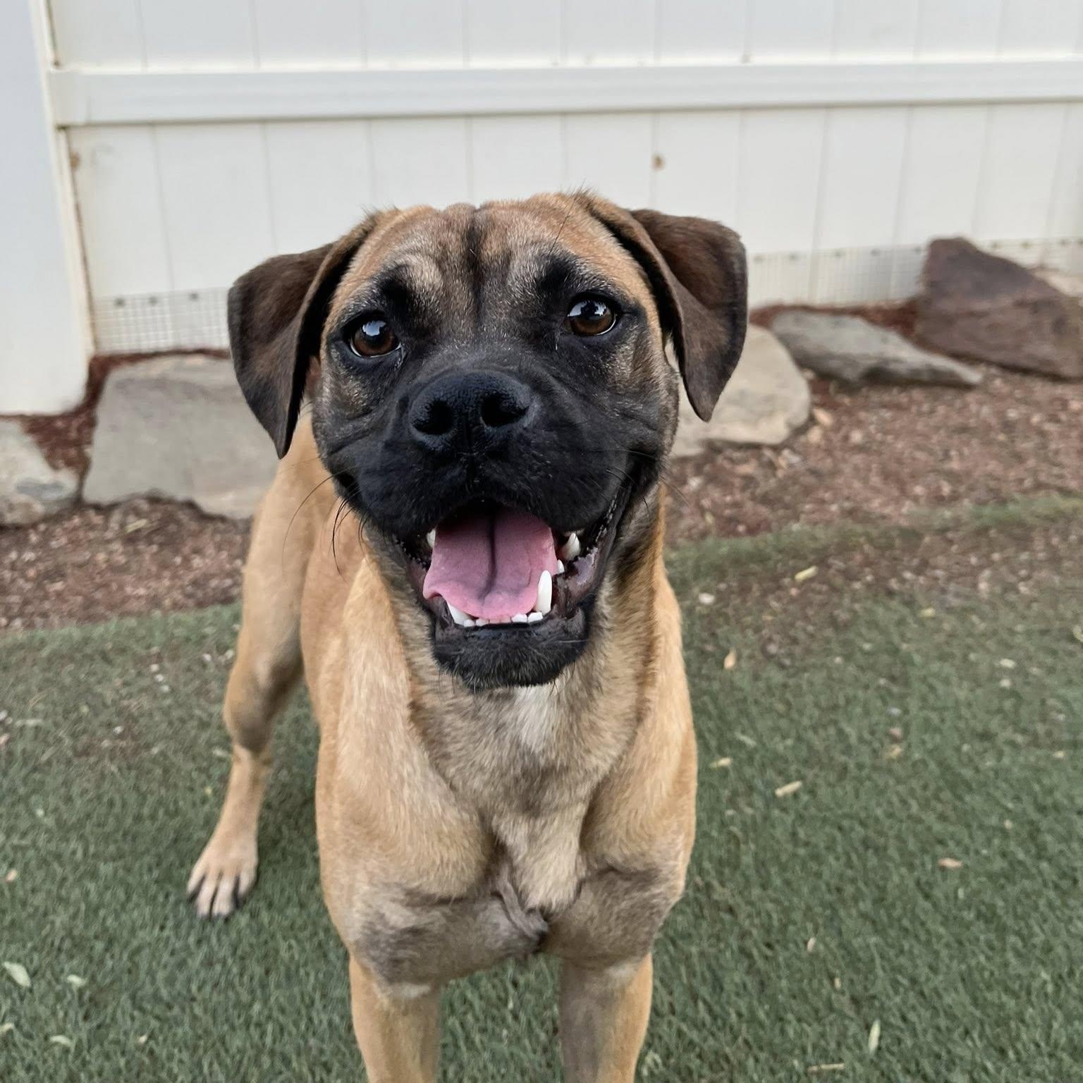Serena, an adopted mixed breed in Agua Dulce, CA image 1/4