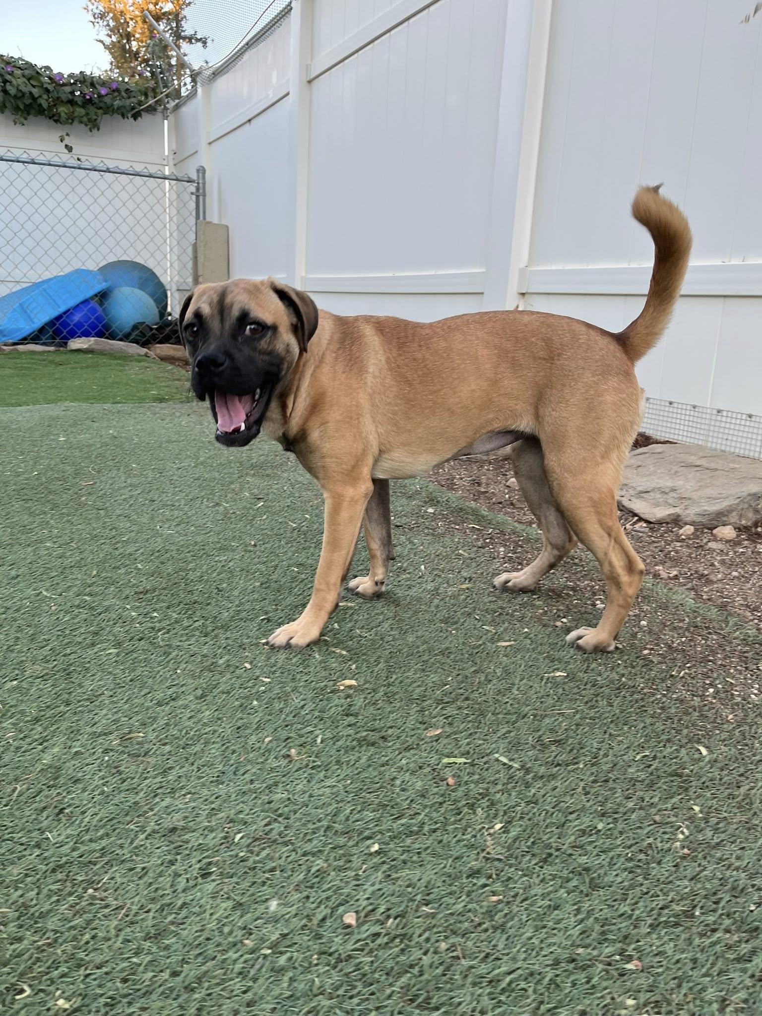Serena, an adopted mixed breed in Agua Dulce, CA image 3/4