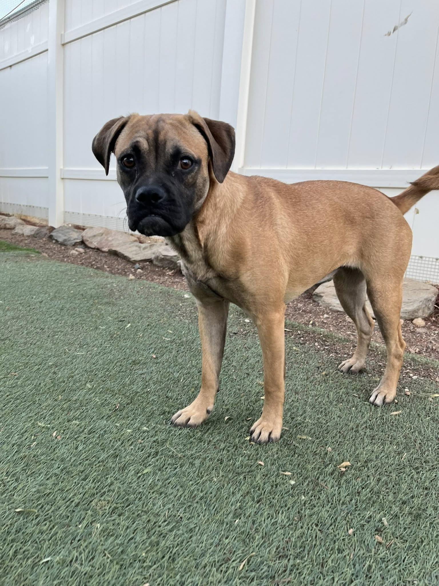 Serena, an adopted mixed breed in Agua Dulce, CA image 4/4