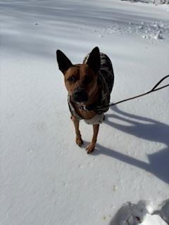 Enlarge Hugo (aka Baby Runt), a Adoptable mixed breed in Washington, DC image 1/6