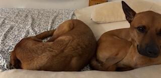 Enlarge Hugo (aka Baby Runt), a Adoptable mixed breed in Washington, DC image 3/4