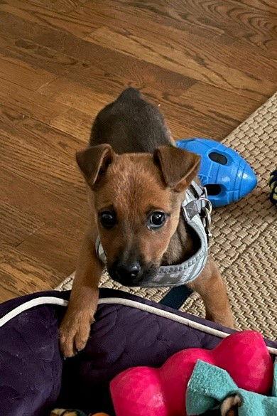 Enlarge Hugo (aka Baby Runt), a Adoptable mixed breed in Washington, DC image 4/4