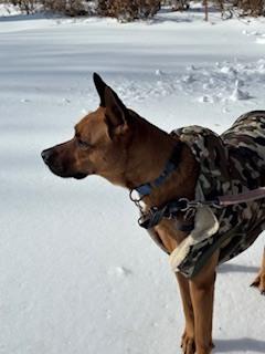 Enlarge Hugo (aka Baby Runt), a Adoptable mixed breed in Washington, DC image 4/6