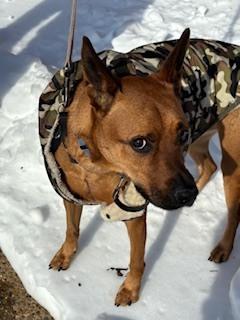 Enlarge Hugo (aka Baby Runt), a Adoptable mixed breed in Washington, DC image 5/6