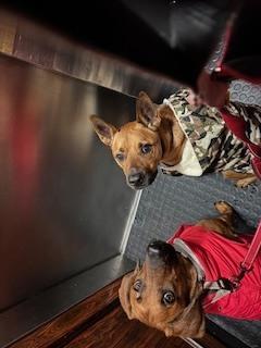 Enlarge Hugo (aka Baby Runt), a Adoptable mixed breed in Washington, DC image 6/6