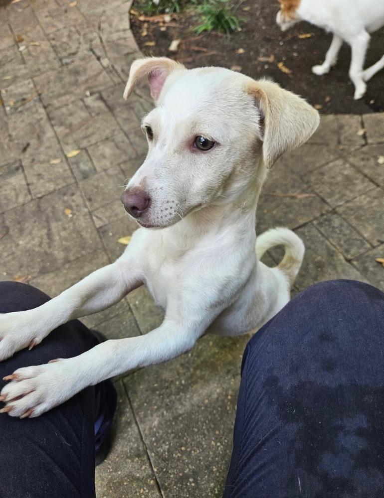 Enlarge Ibis, a Adoptable mixed breed in Richmond, TX image 1/1