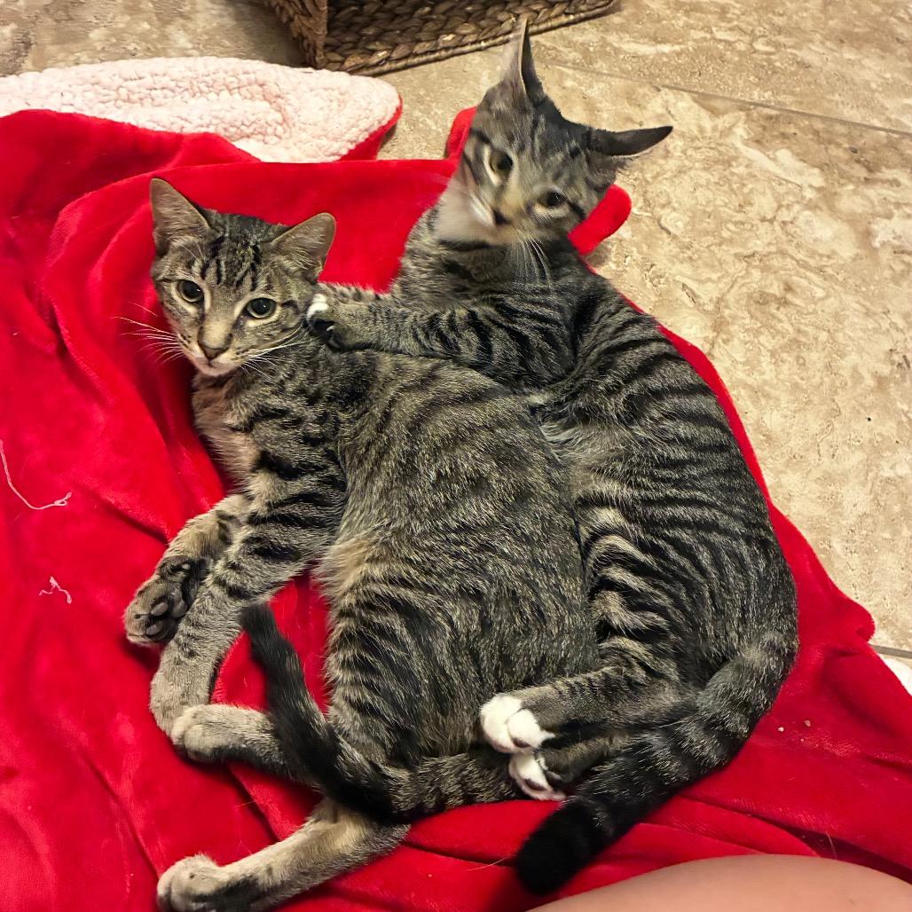 Enlarge Otis, a Adoptable Domestic Short Hair in Folsom, LA image 1/4