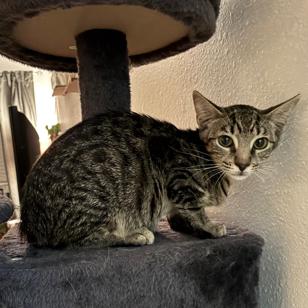 Enlarge Otis, a Adoptable Domestic Short Hair in Folsom, LA image 2/4