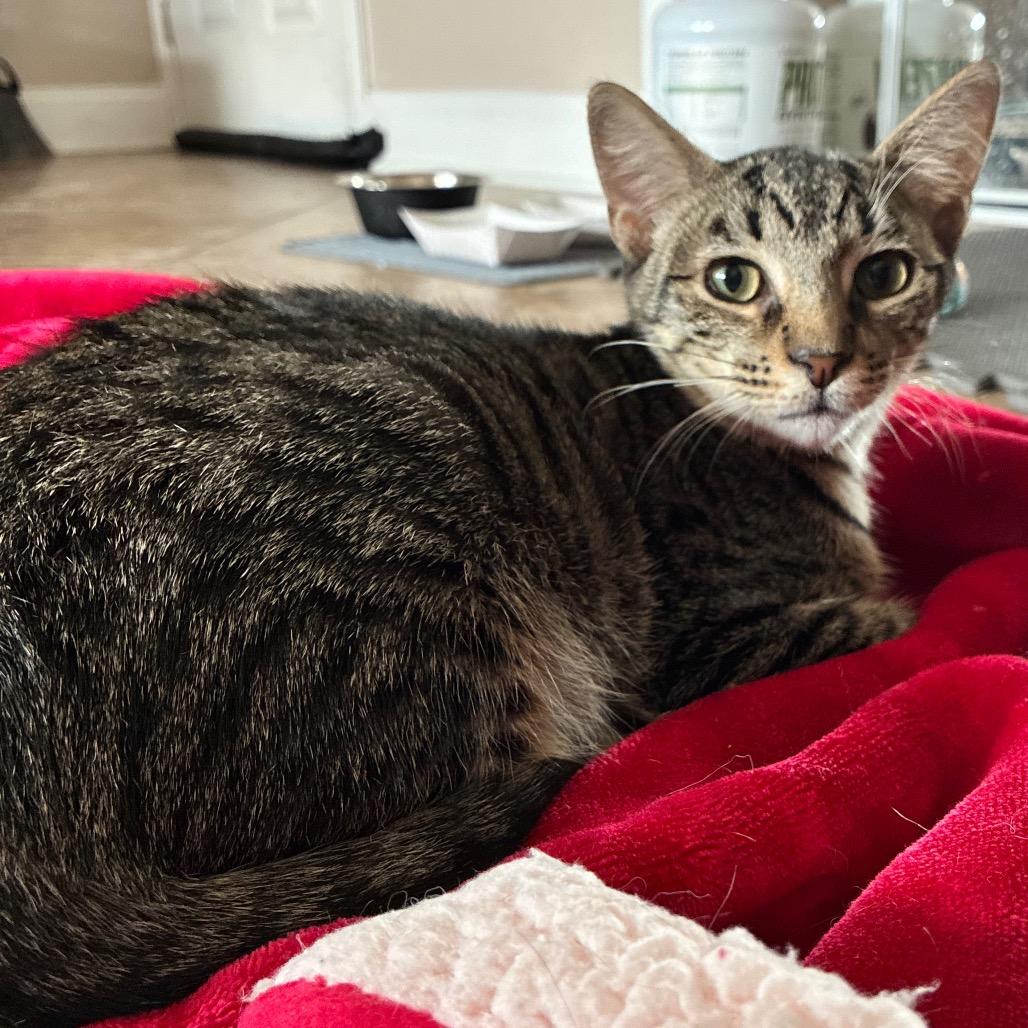Enlarge Otis, a Adoptable Domestic Short Hair in Folsom, LA image 4/4