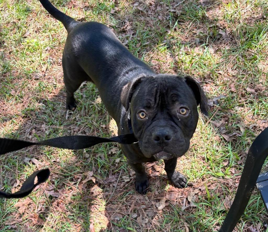 Pearl, ADOPTABLE, Young Female American Bulldog.
