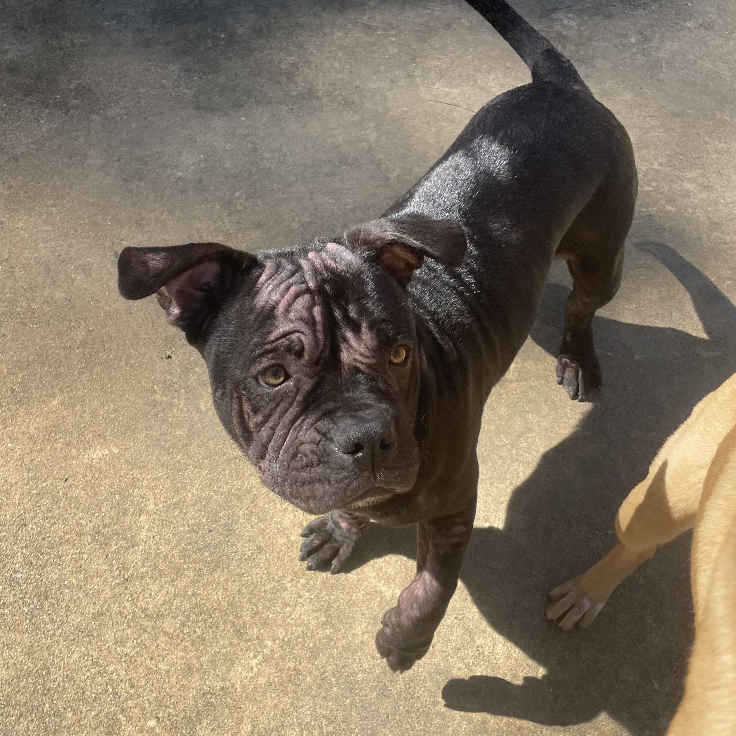Enlarge Pearl, a ADOPTABLE American Bulldog in Ruston, LA image 3/4