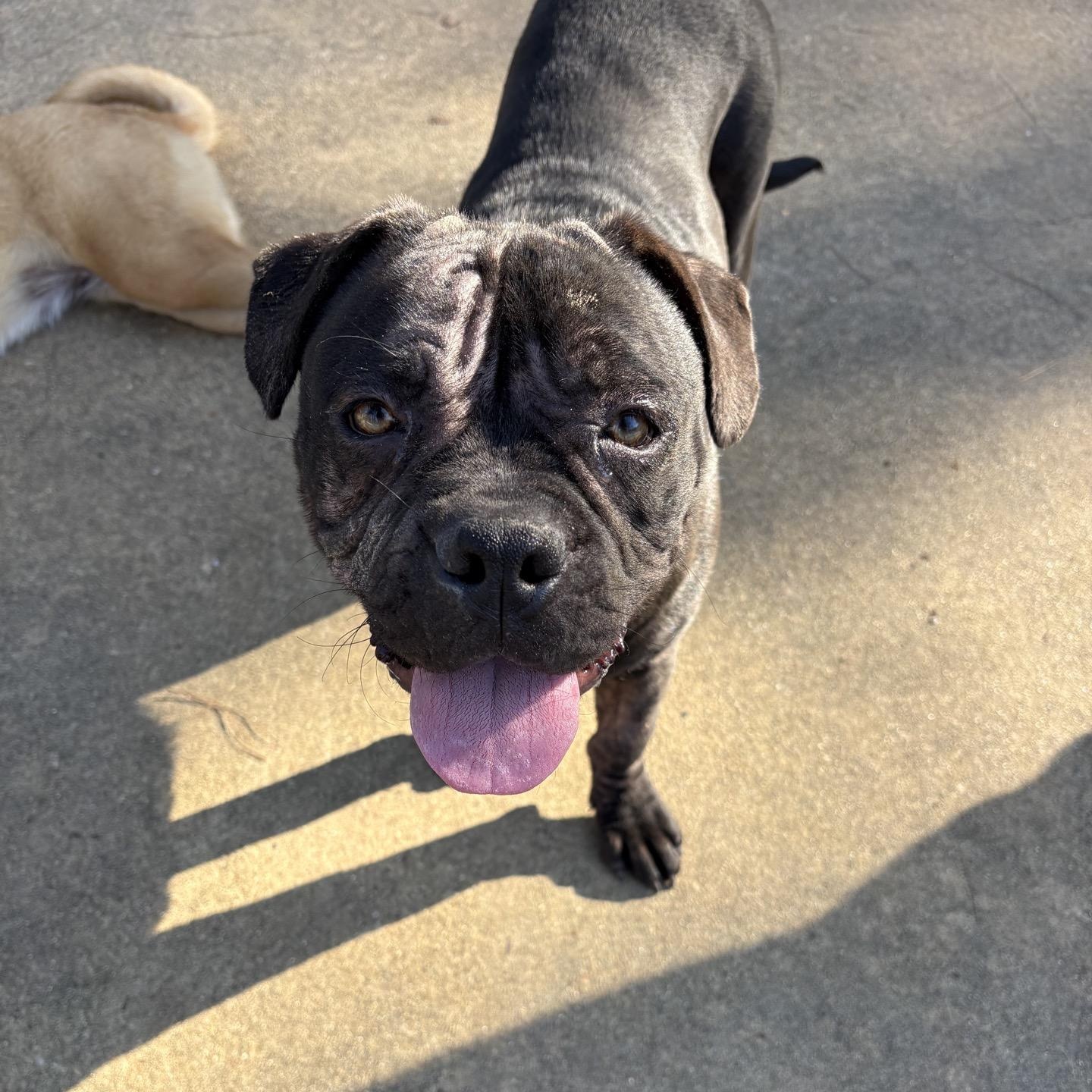 Enlarge Pearl, a ADOPTABLE American Bulldog in Ruston, LA image 4/4