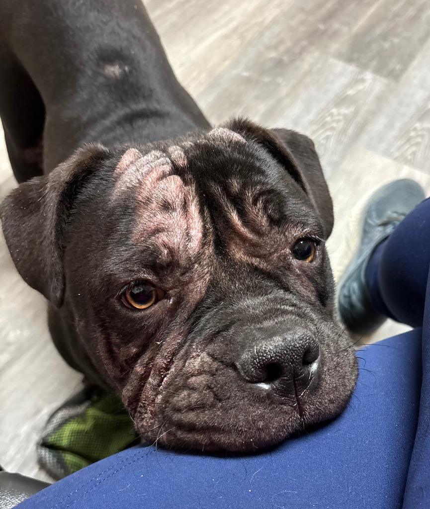 Enlarge Pearl, a ADOPTABLE American Bulldog in Ruston, LA image 2/4