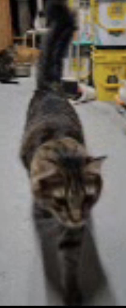 Dusty, a ADOPTABLE mixed breed in El Cajon, CA image 1/2