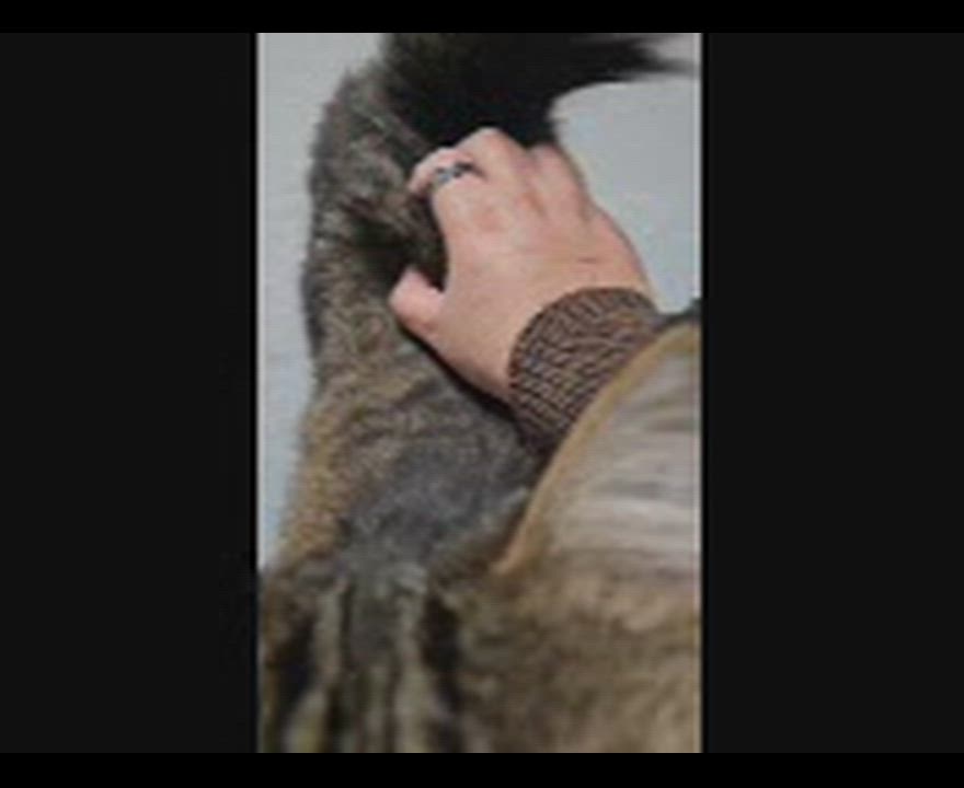 Enlarge Dusty, a ADOPTABLE mixed breed in El Cajon, CA video 2/2