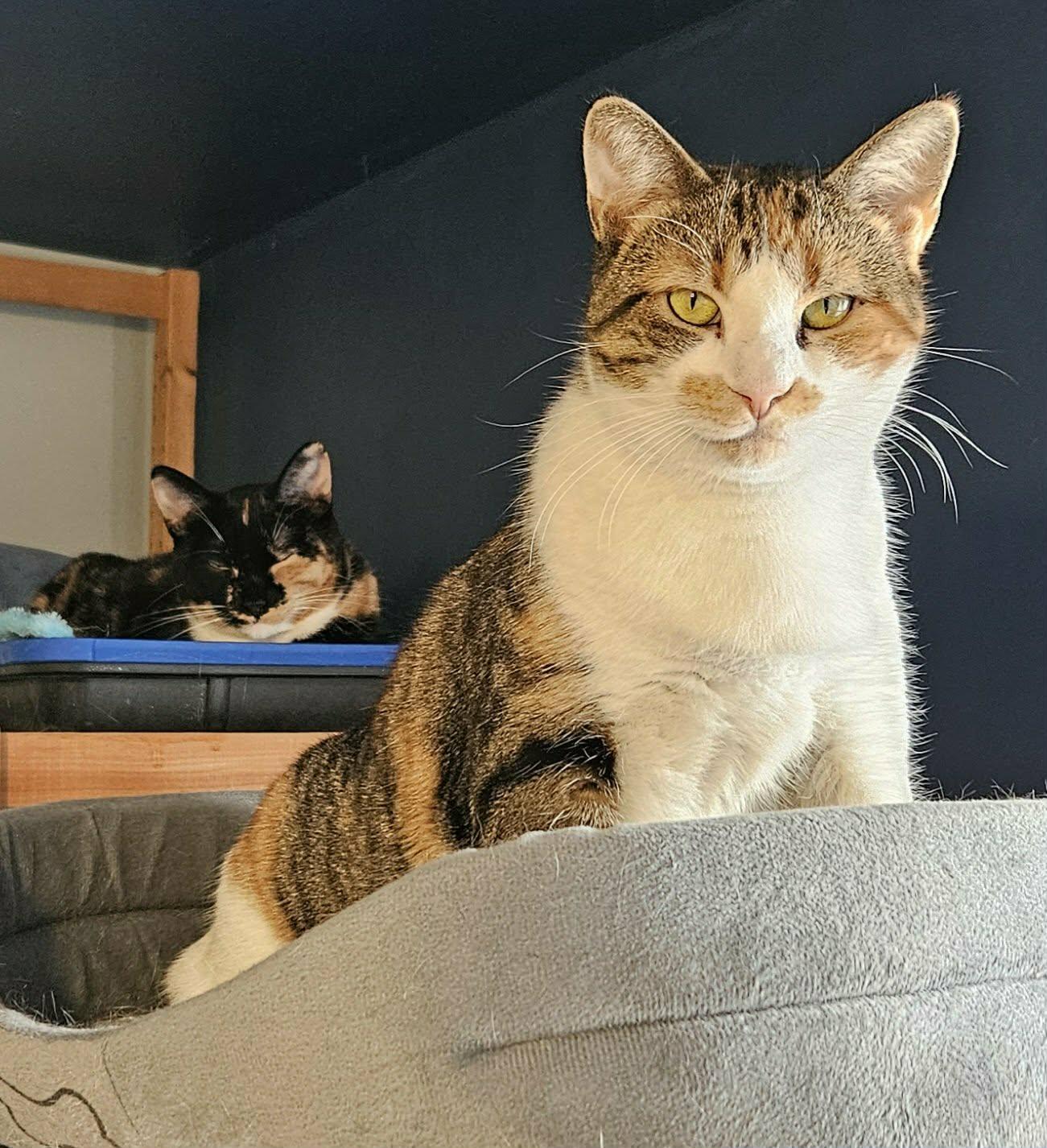 Enlarge Iris, a ADOPTABLE Domestic Short Hair in Shakespeare, ON image 3/6