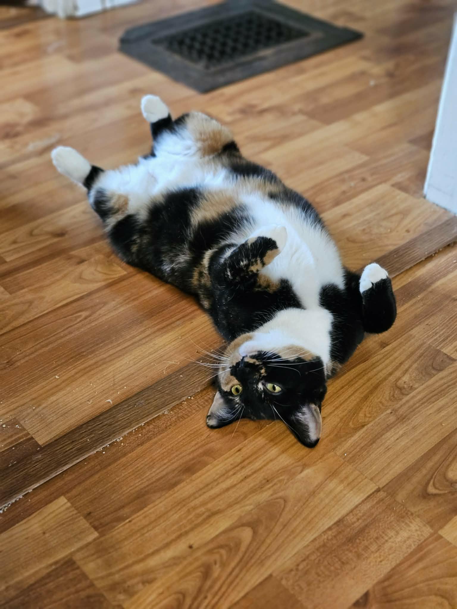 Enlarge Iris, a ADOPTABLE Domestic Short Hair in Shakespeare, ON image 6/6