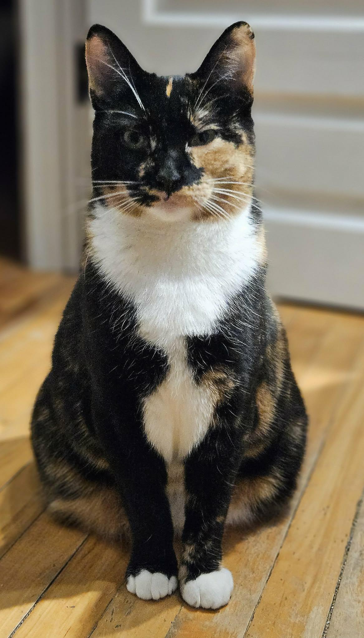 Iris, ADOPTABLE, Adult Female Domestic Short Hair.