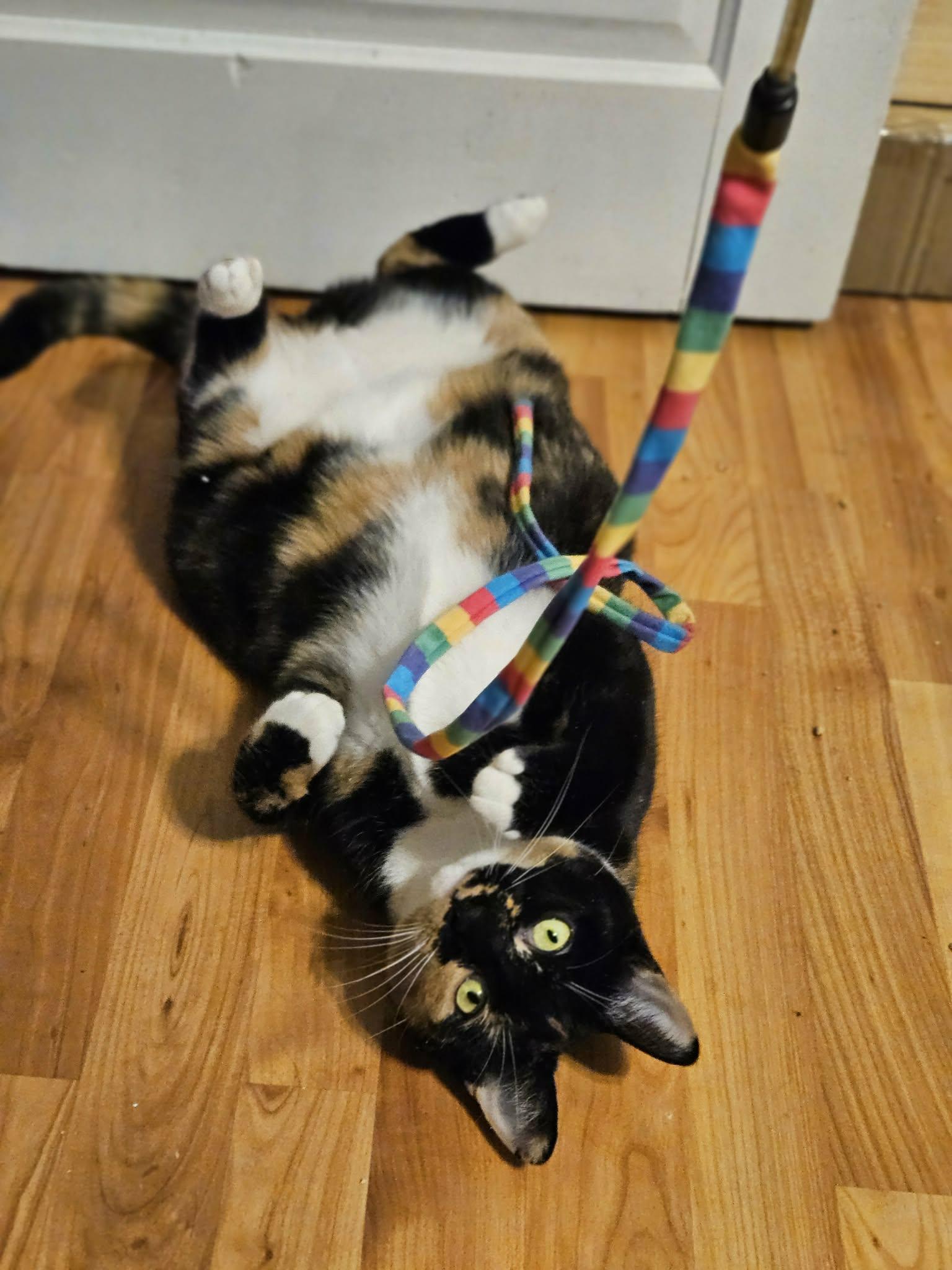 Enlarge Iris, a ADOPTABLE Domestic Short Hair in Shakespeare, ON image 2/6