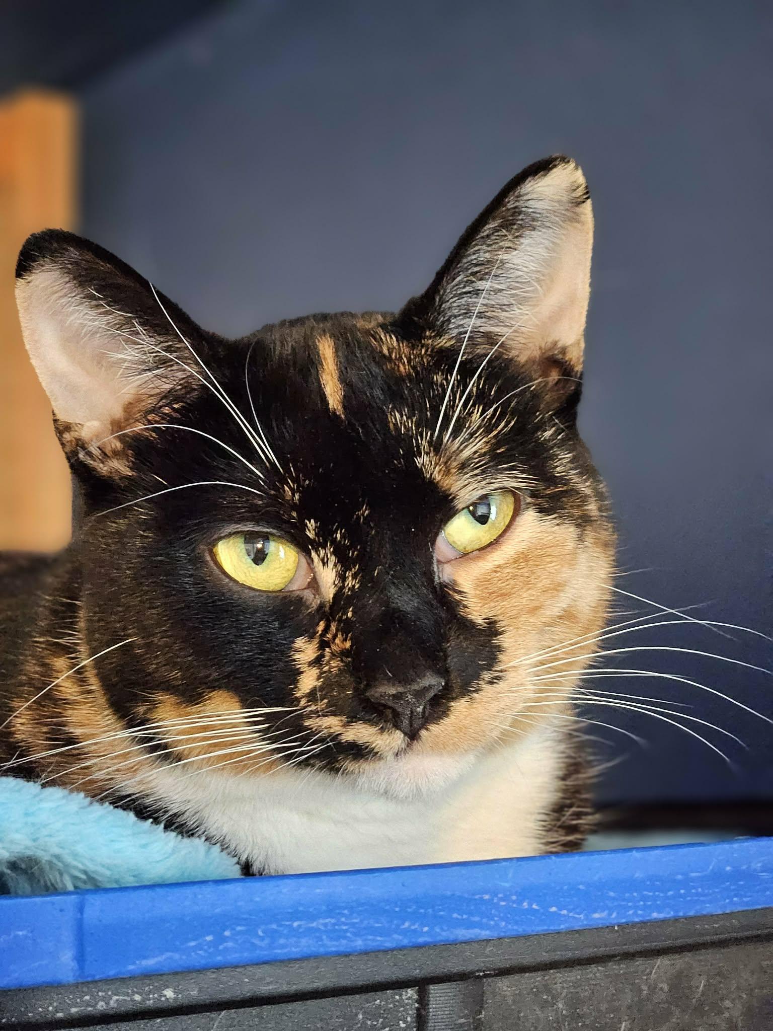 Enlarge Iris, a ADOPTABLE Domestic Short Hair in Shakespeare, ON image 4/6