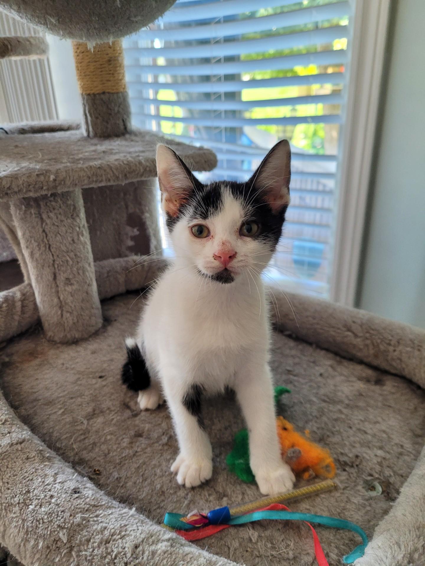 Enlarge TOBY, a Adoptable Domestic Short Hair in Niagara on the Lake, ON image 1/4