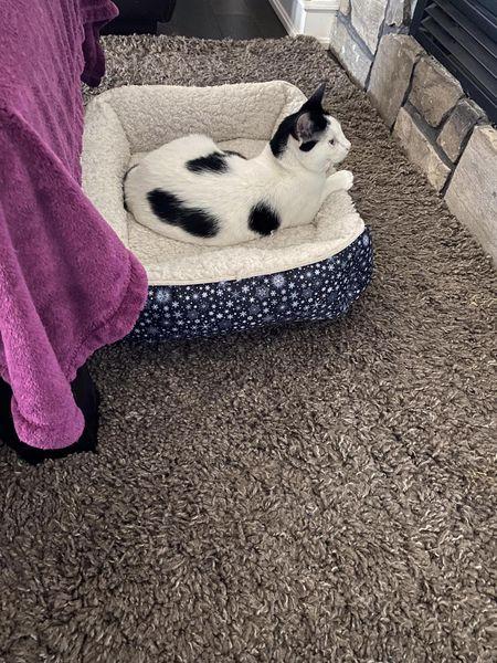 Enlarge TOBY, a Adoptable Domestic Short Hair in Niagara on the Lake, ON image 3/4