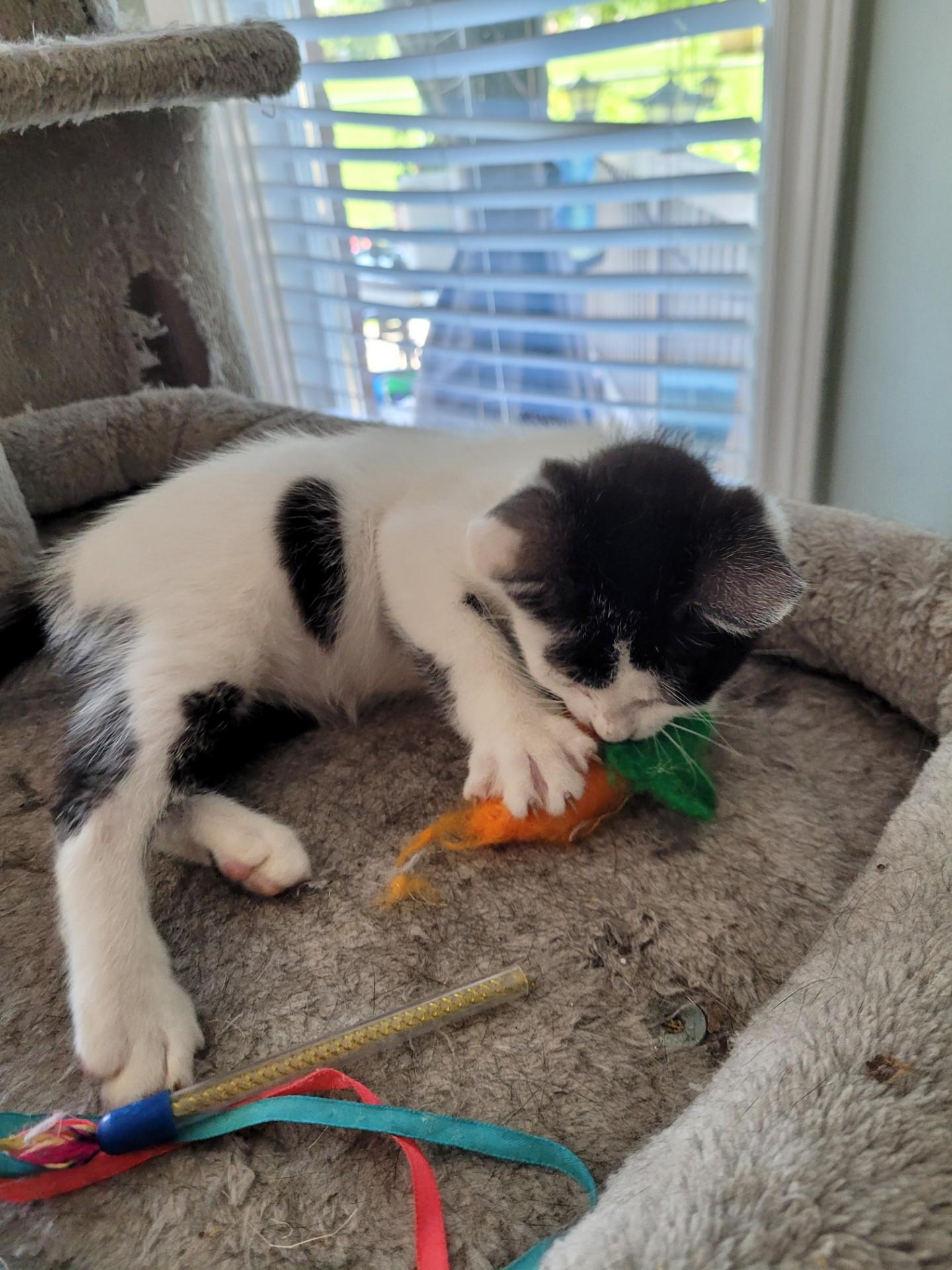 Enlarge TOBY, a Adoptable Domestic Short Hair in Niagara on the Lake, ON image 2/4