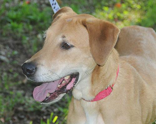 Enlarge Sarge, a Adoptable mixed breed in Lake Wylie, SC image 5/6