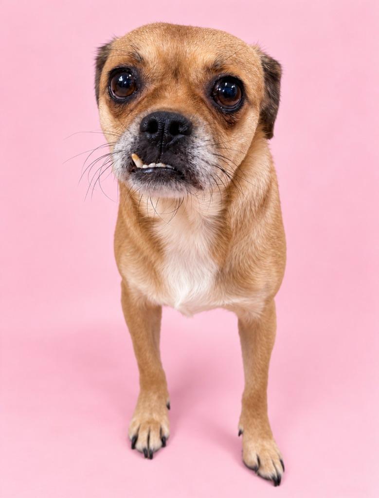 Enlarge Jes, a Adoptable mixed breed in Rock Springs, WY image 1/1