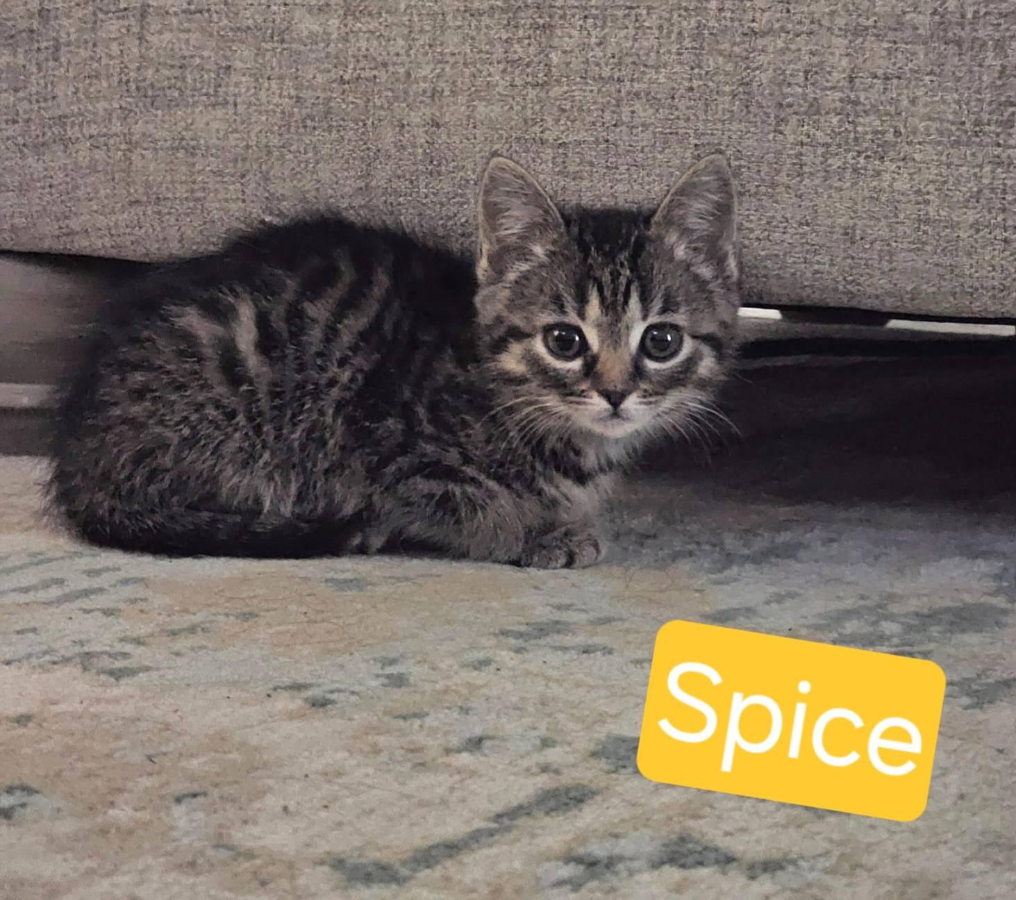 Spice, adopted, Kitten Female Domestic Medium Hair.