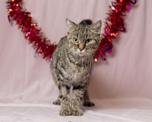 VIVA, Adoptable, Adult Female Domestic Short Hair.