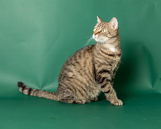 Enlarge VIVA, a Adoptable Domestic Short Hair in Ames, IA image 1/1