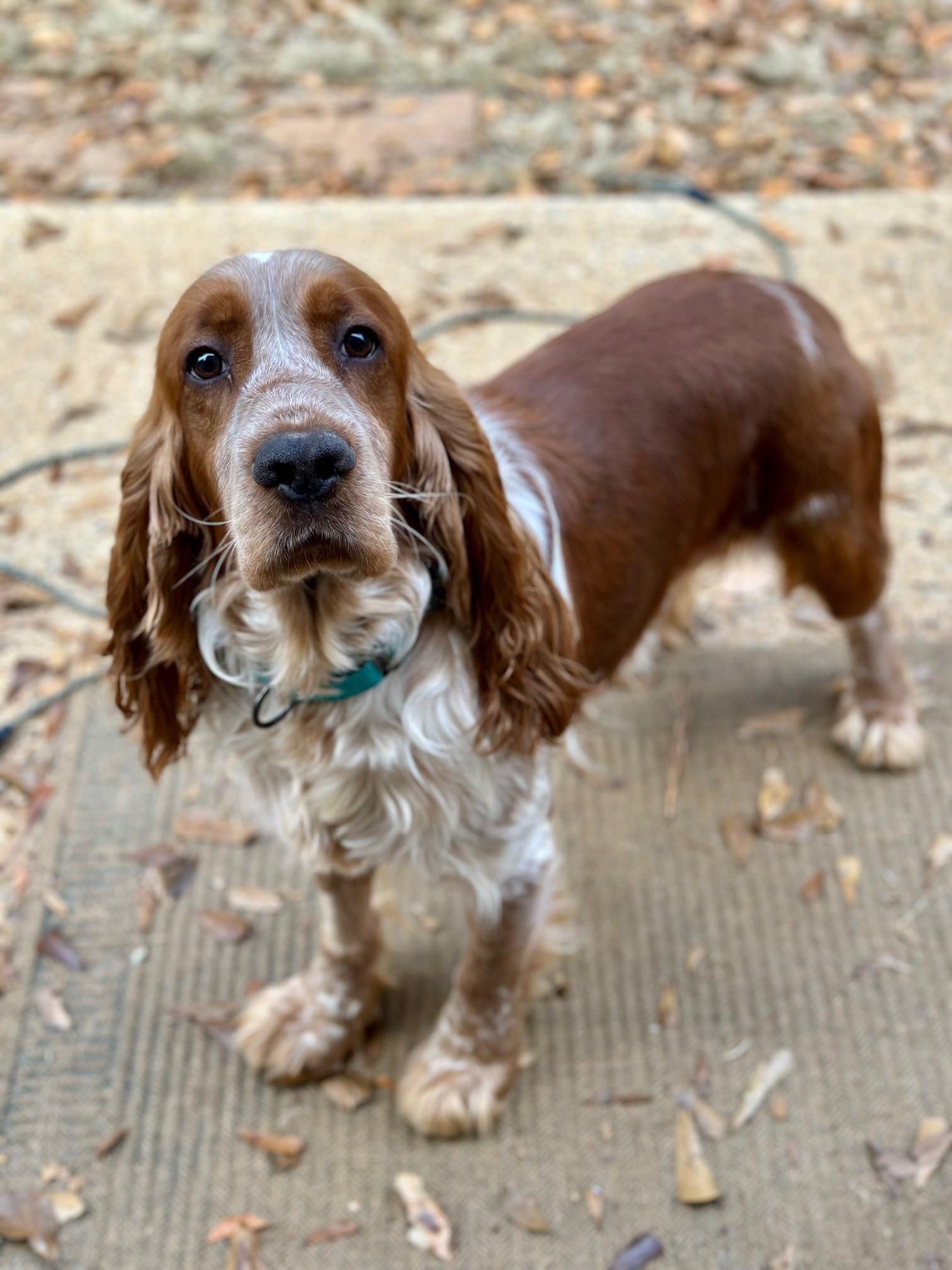 Theo, a Adoptable English Springer Spaniel in Atlanta, GA image 2/6