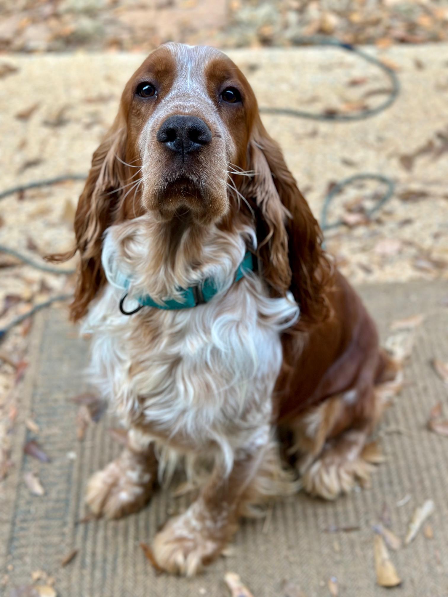 Theo, a Adoptable English Springer Spaniel in Atlanta, GA image 1/6