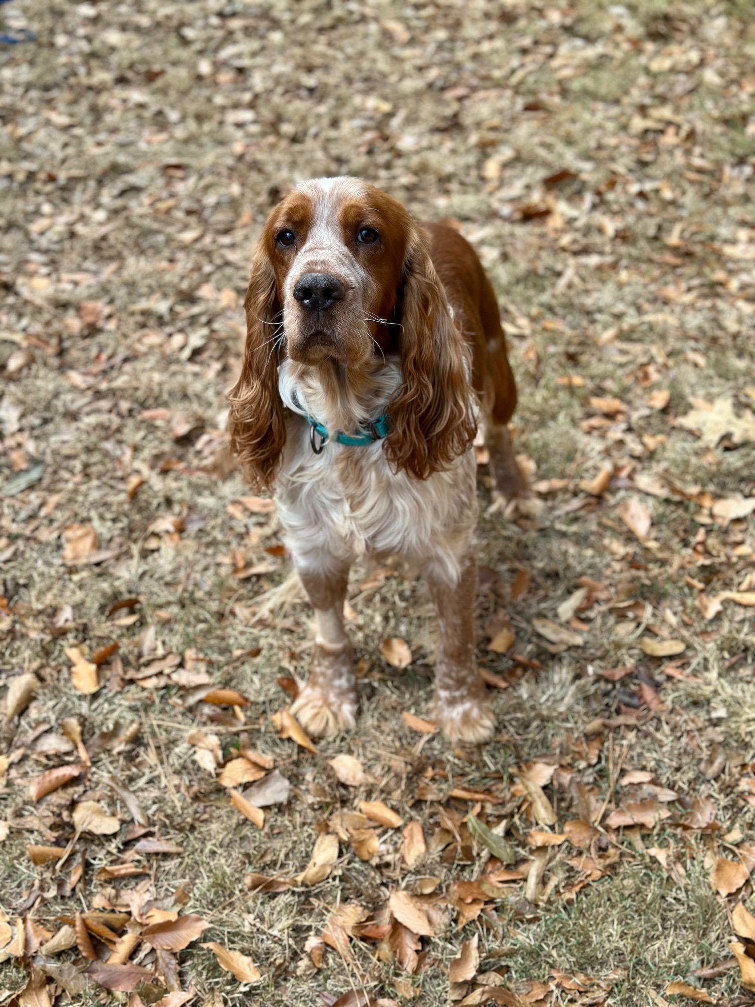 Theo, a Adoptable English Springer Spaniel in Atlanta, GA image 3/6