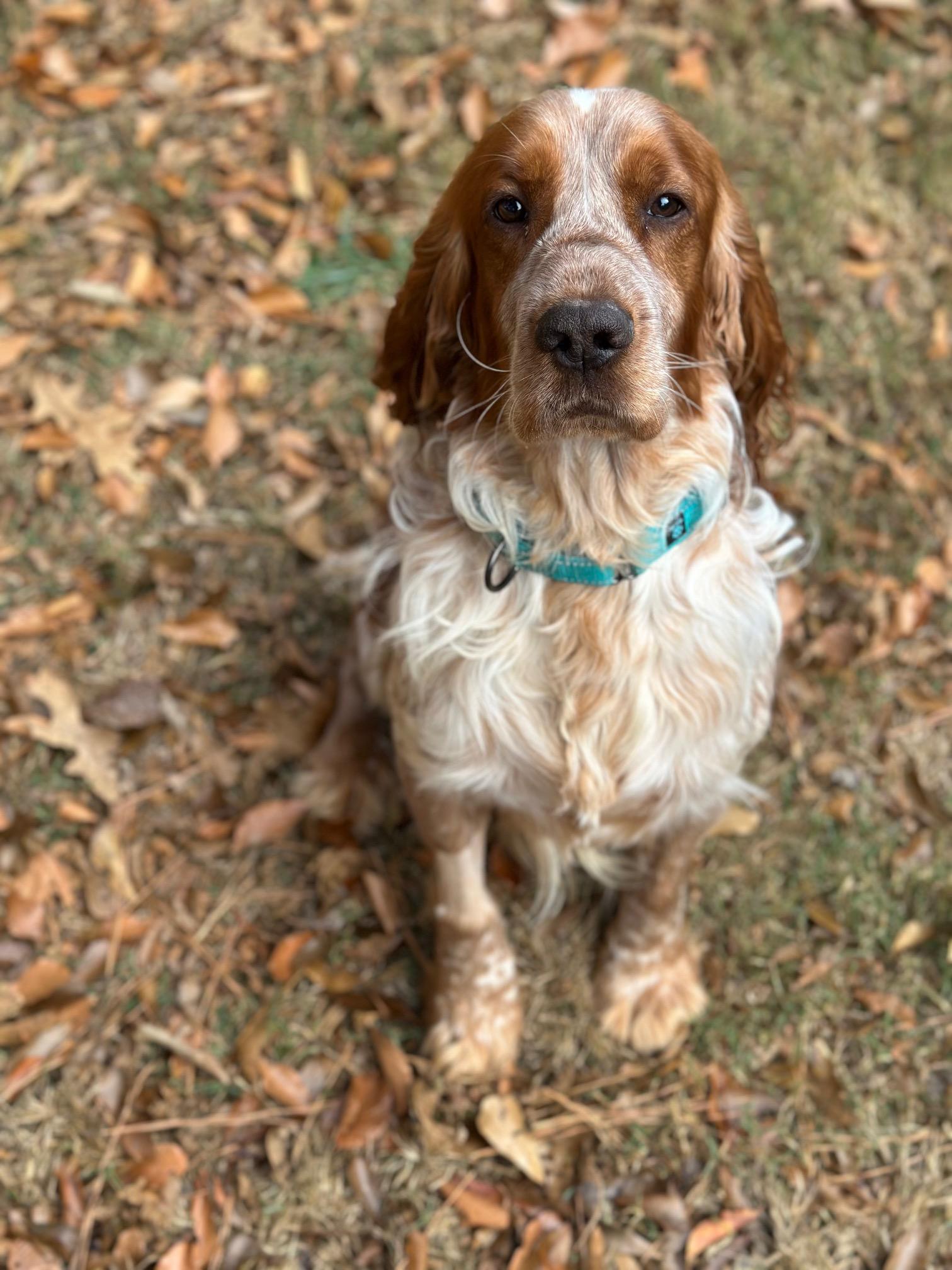 Theo, a Adoptable English Springer Spaniel in Atlanta, GA image 4/6