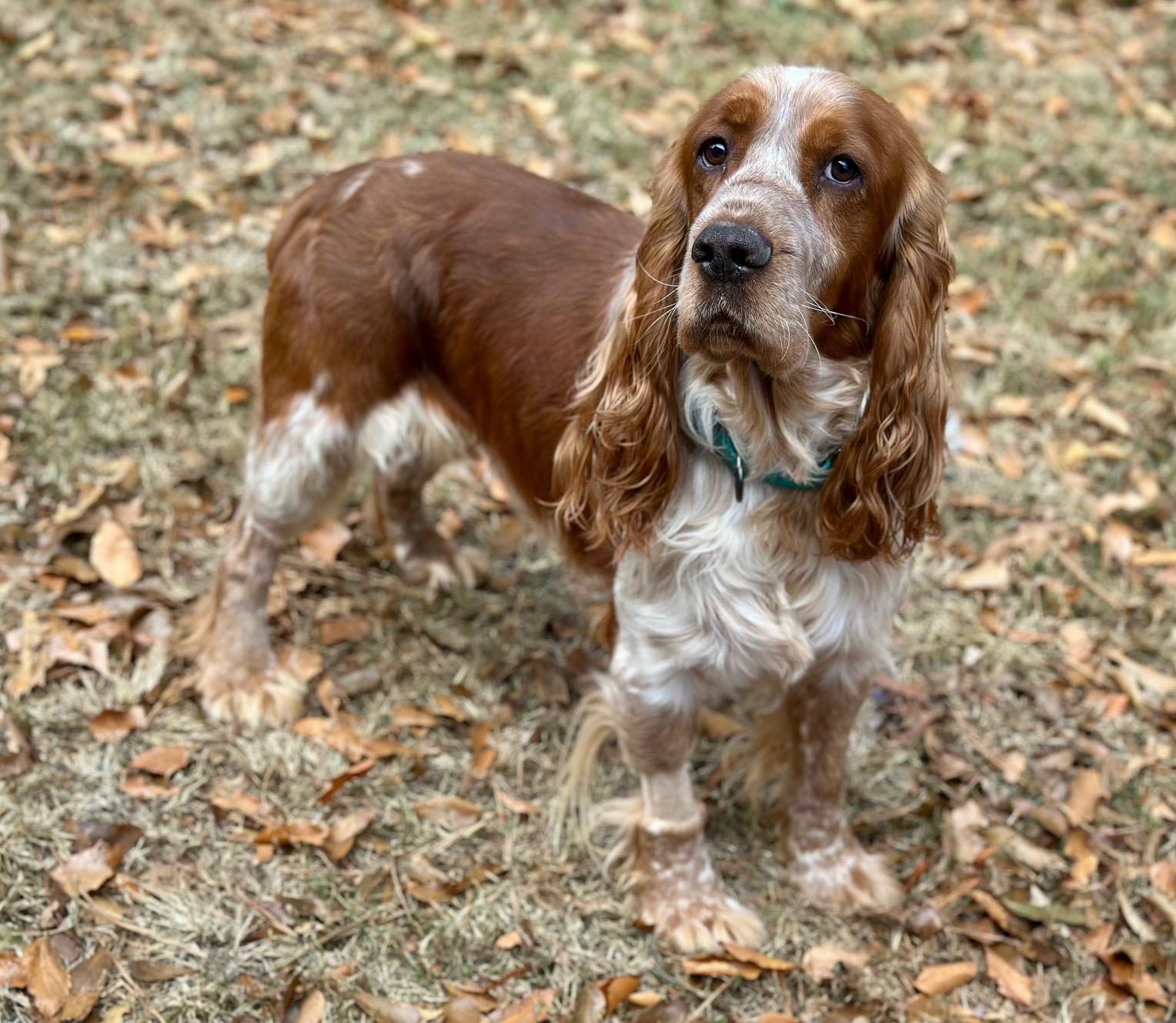 Theo, a Adoptable English Springer Spaniel in Atlanta, GA image 5/6