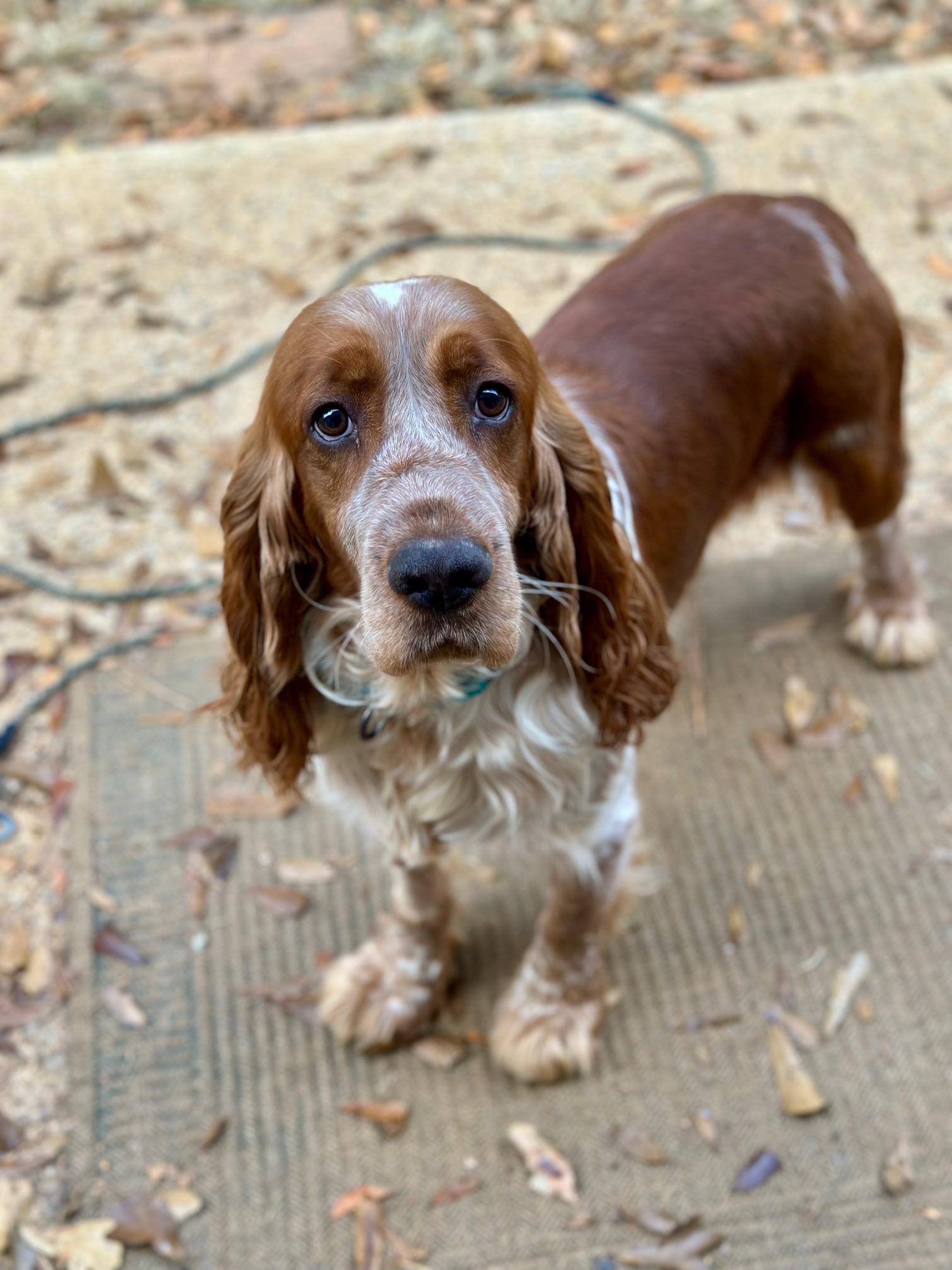 Theo, a Adoptable English Springer Spaniel in Atlanta, GA image 6/6