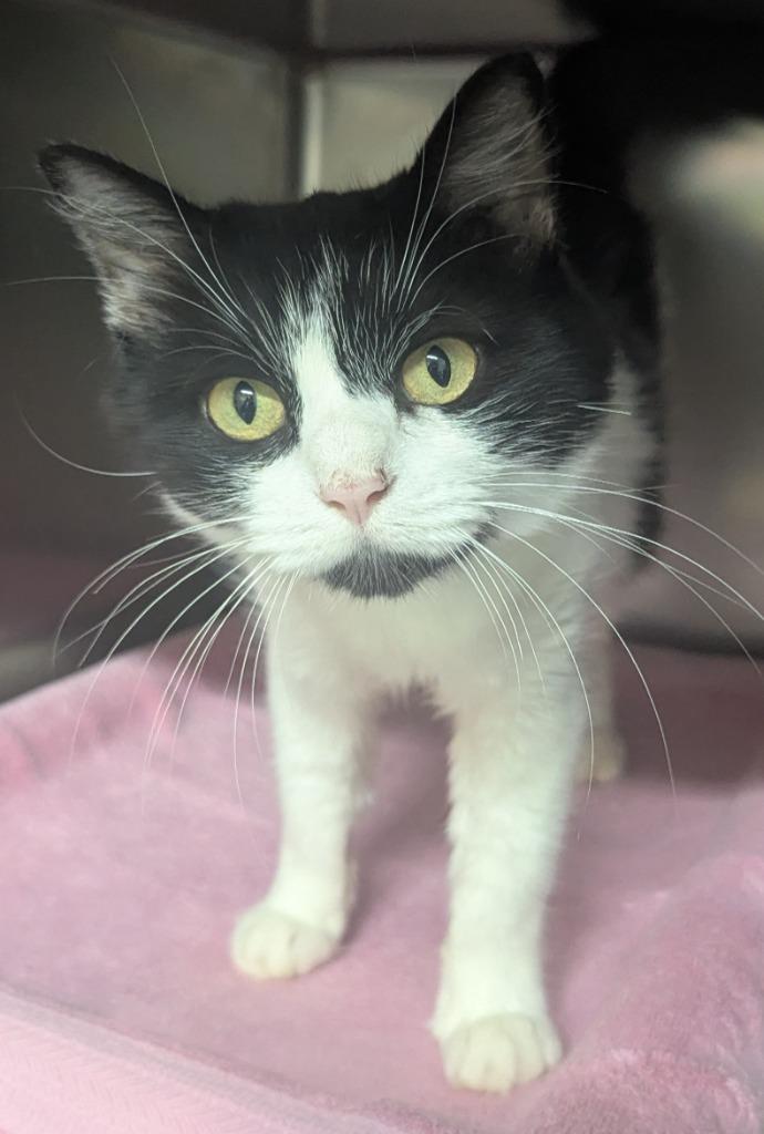 Enlarge Dory, a Adoptable mixed breed in Culpeper, VA image 1/1