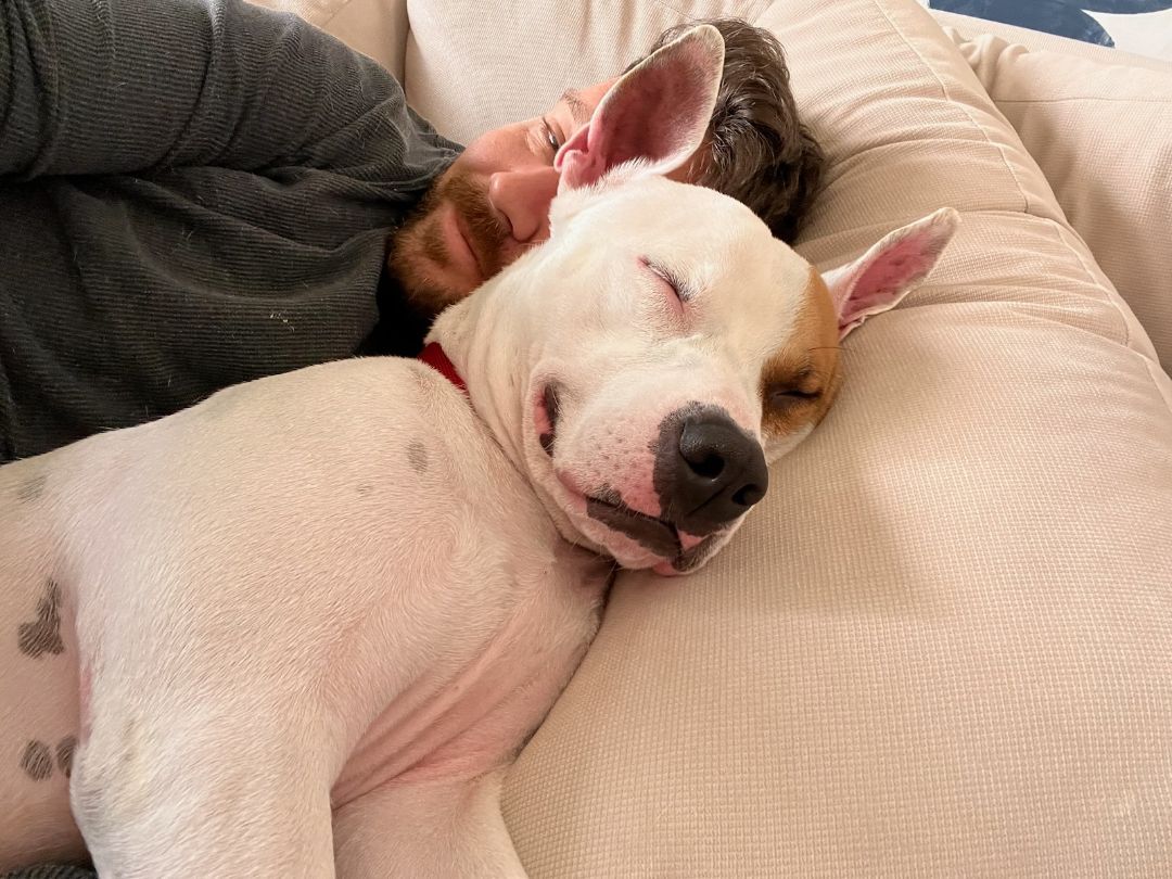 Malcolm In The Middle, a Adoptable mixed breed in Manhattan Beach, CA image 1/8
