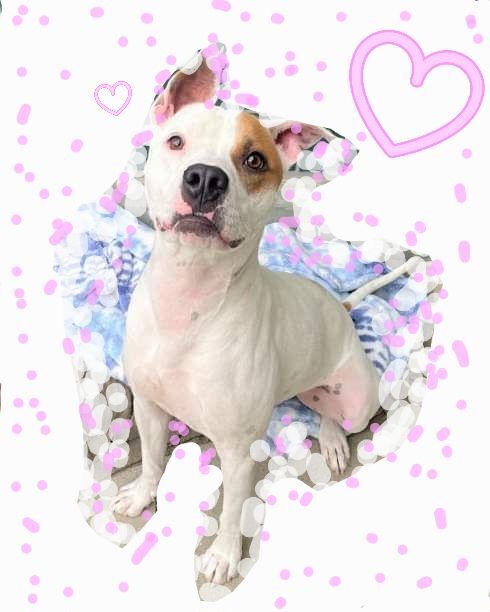 Malcolm In The Middle, a Adoptable mixed breed in Manhattan Beach, CA image 2/8