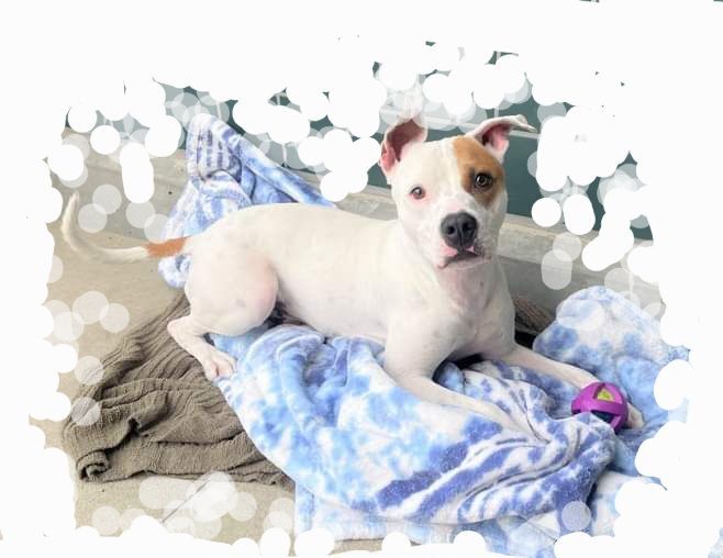 Malcolm In The Middle, a Adoptable mixed breed in Manhattan Beach, CA image 3/8