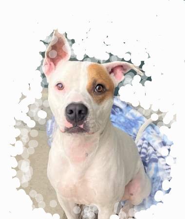 Malcolm In The Middle, a Adoptable mixed breed in Manhattan Beach, CA image 4/8