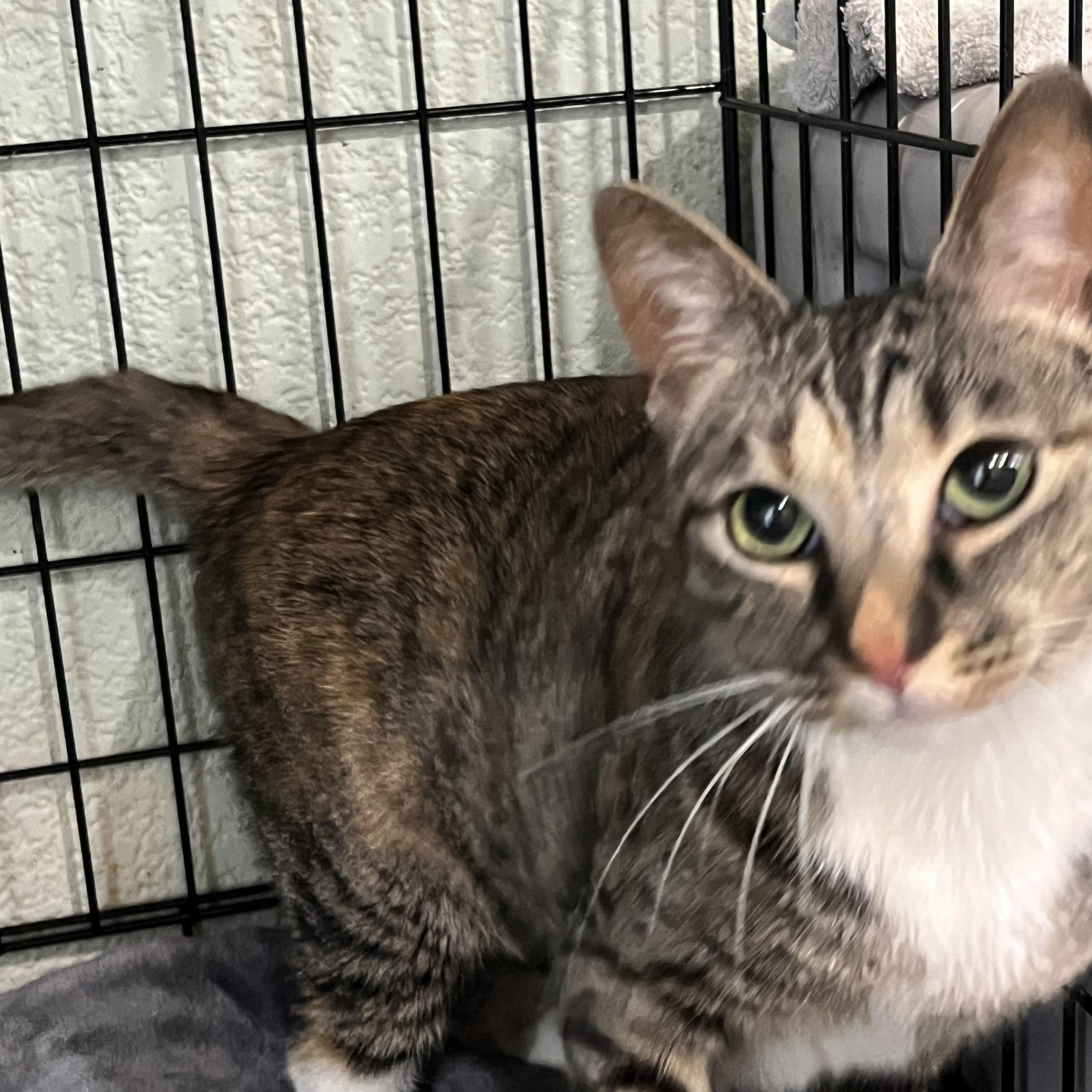 Enlarge Letti, a ADOPTABLE Domestic Short Hair in Moline, IL image 5/6