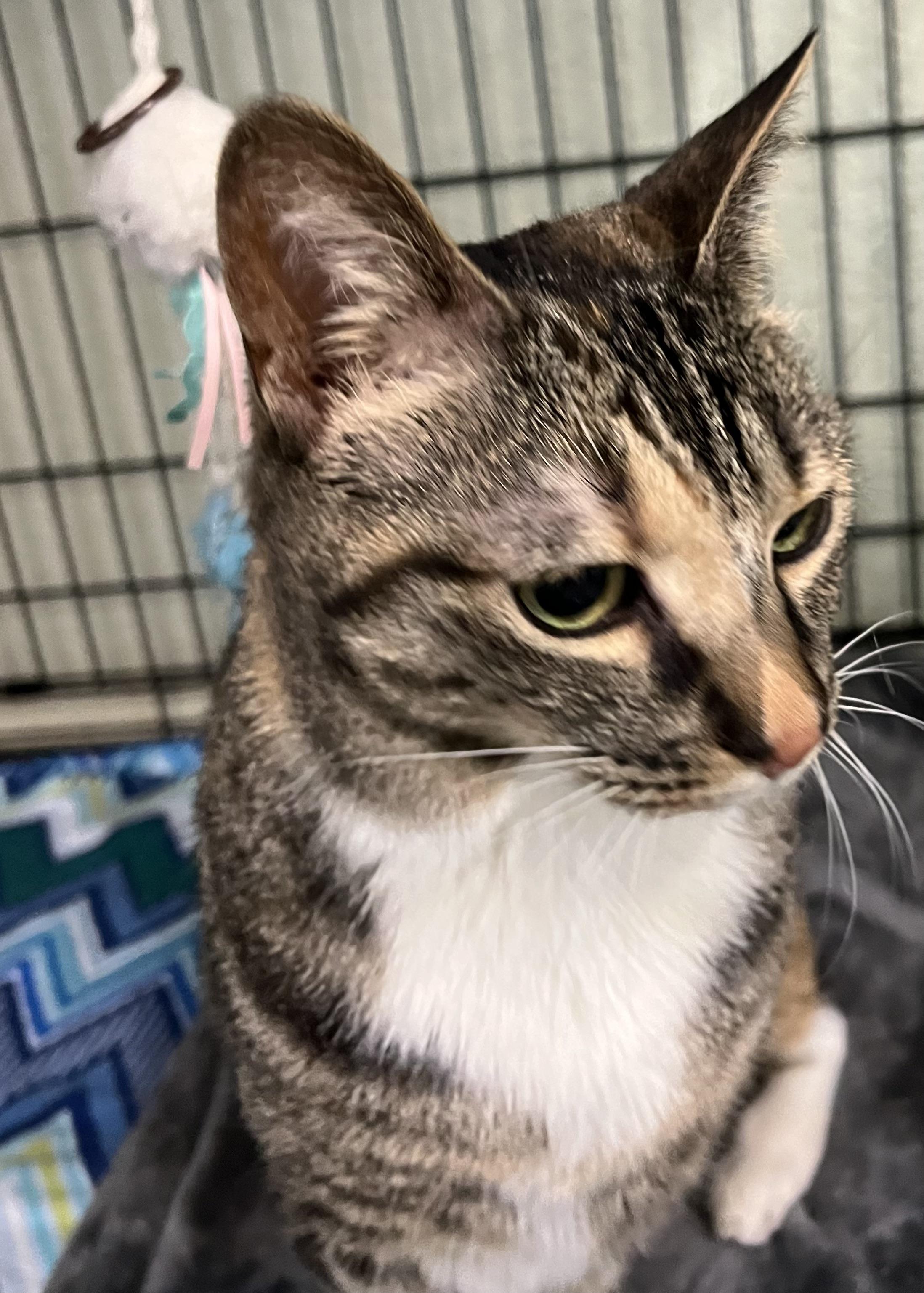 Enlarge Letti, a ADOPTABLE Domestic Short Hair in Moline, IL image 4/6