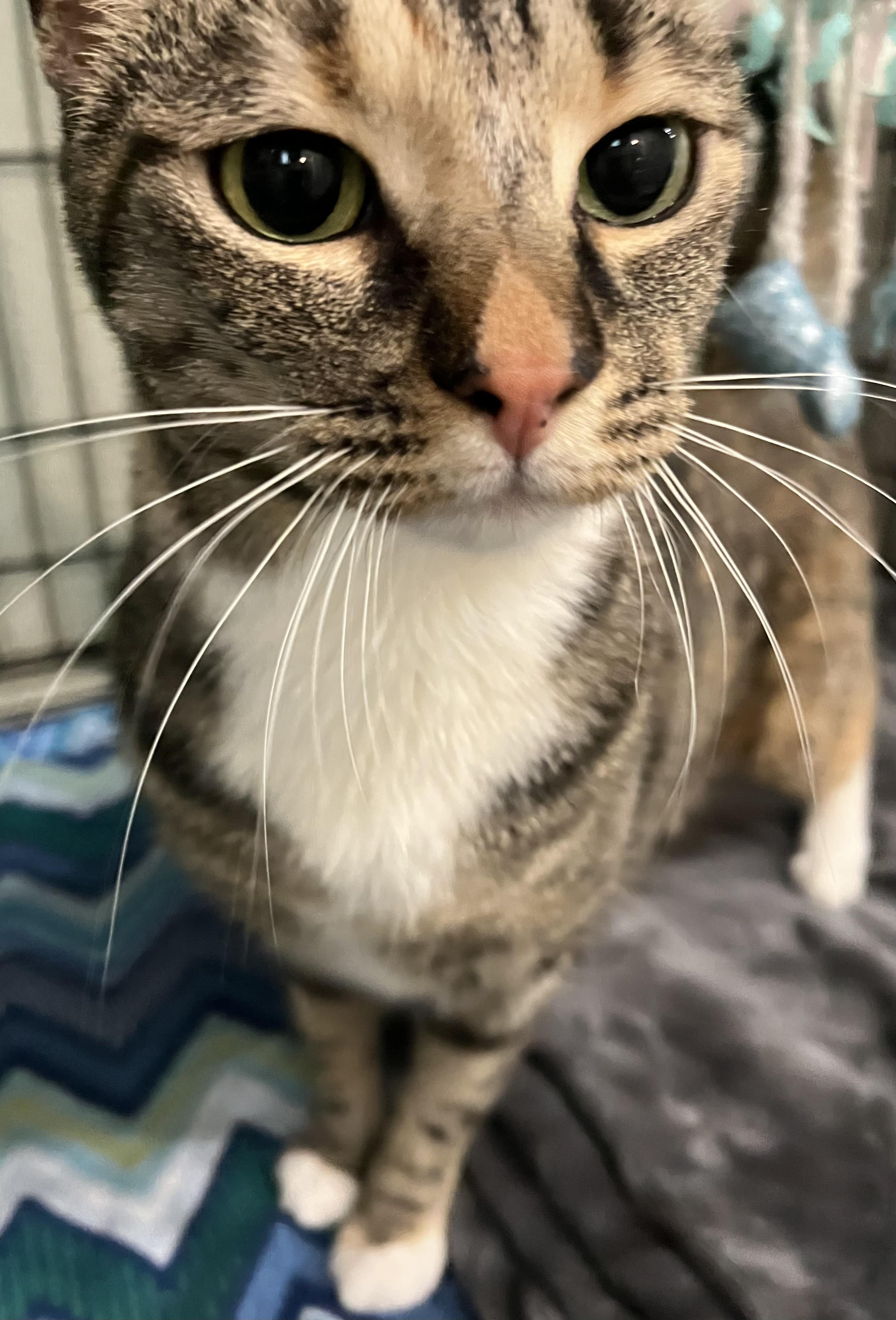 Enlarge Letti, a ADOPTABLE Domestic Short Hair in Moline, IL image 3/6