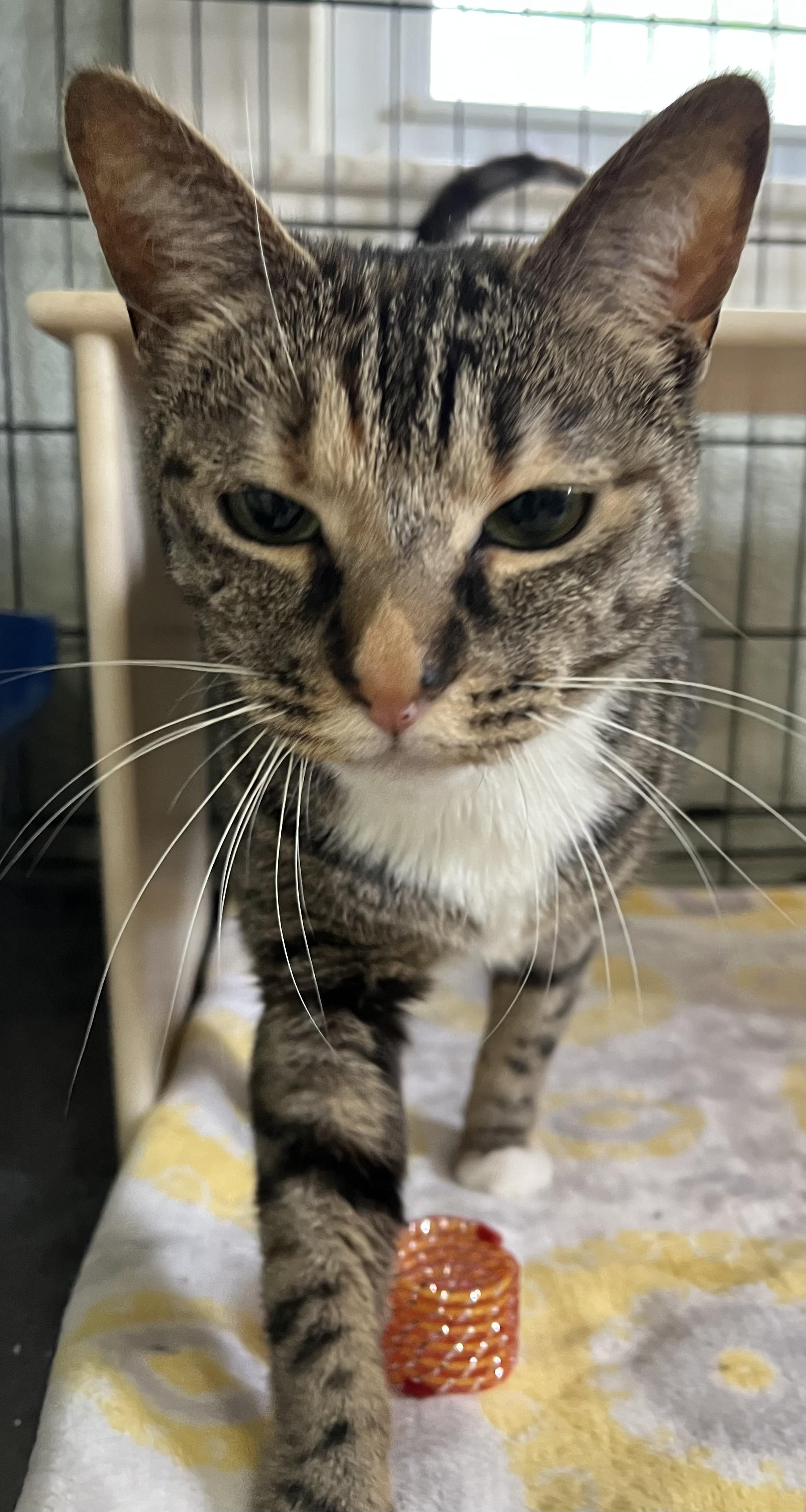 Letti, ADOPTABLE, Adult Female Domestic Short Hair.