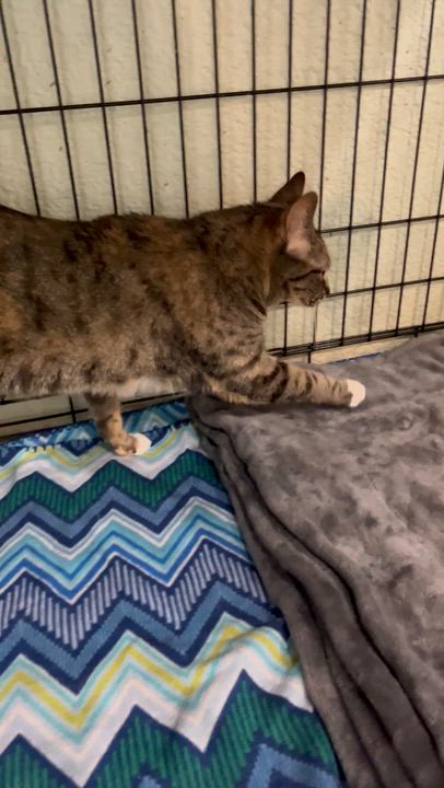 Enlarge Letti, a ADOPTABLE Domestic Short Hair in Moline, IL video 6/6